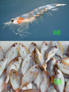 Krill Oil vs Fish Oil: Understanding Their Uses and Benefits